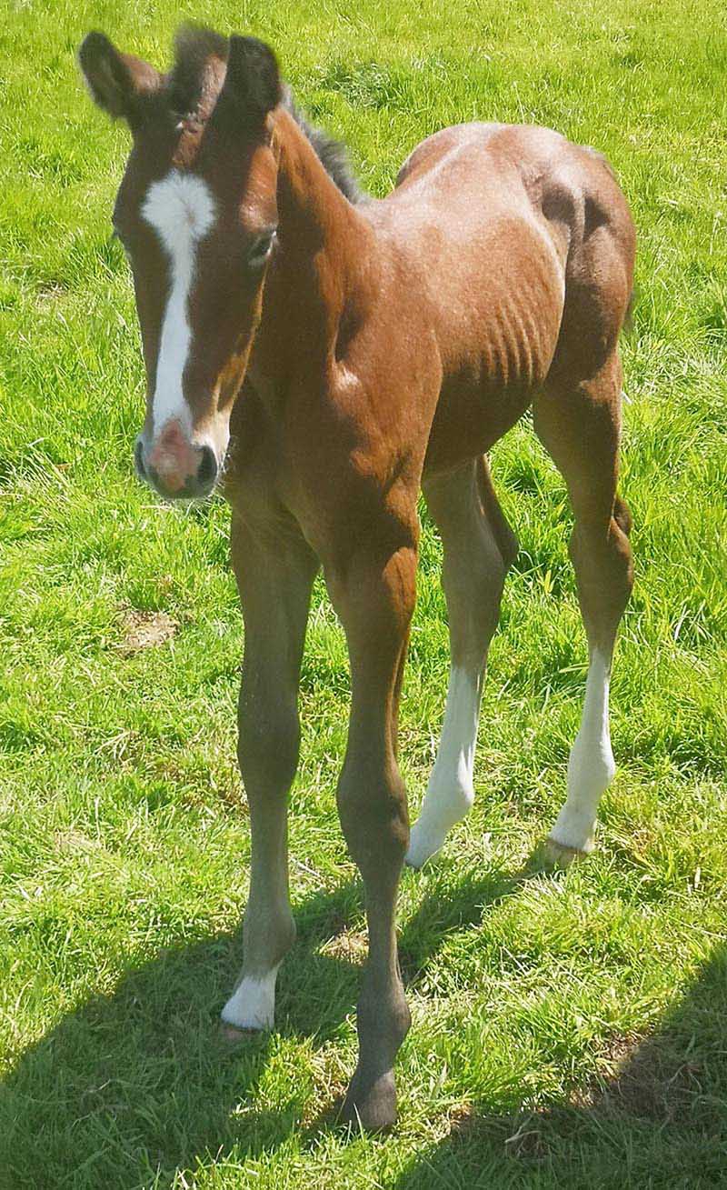 Dutch Warmblood Foals